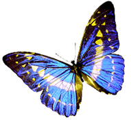 butterfly